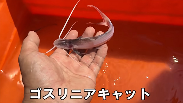 ゴスリニアキャット