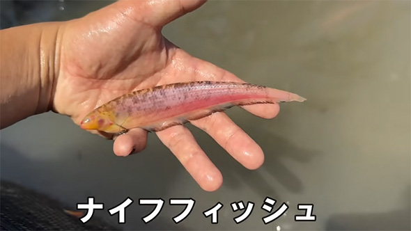 ナイフフィッシュ