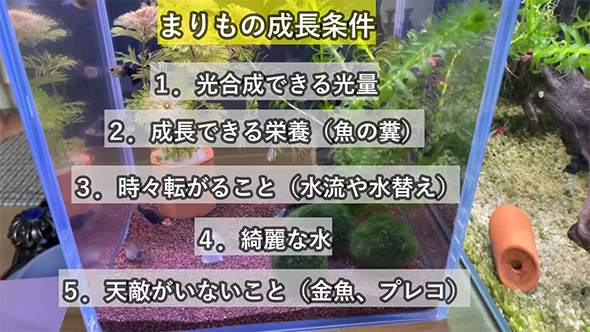 まりもの成長条件