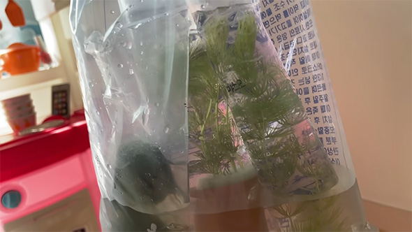 袋に入ったまりもと水草