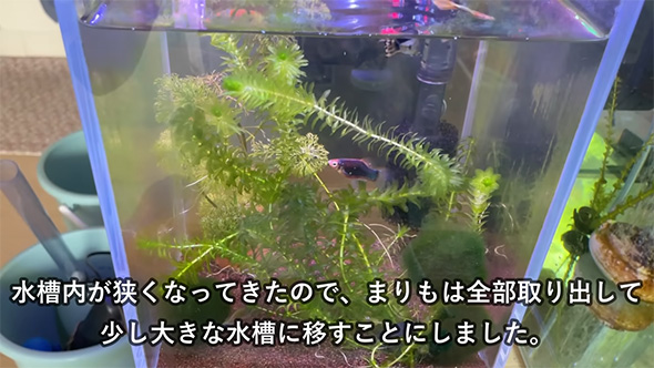 水槽内が狭くなってきた