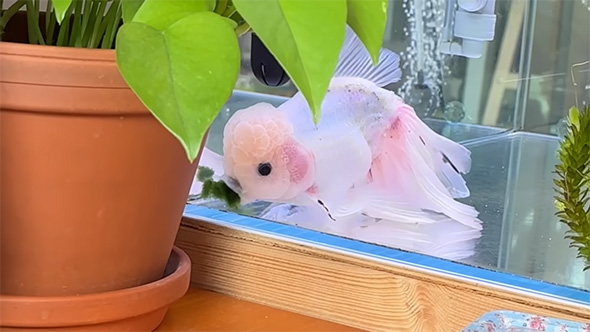 まりもを食べる大きな白い金魚