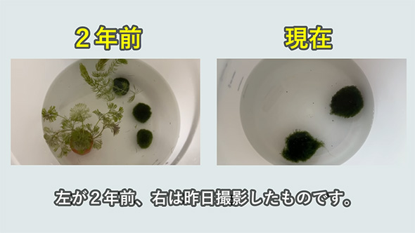 左が2年前、右は昨日