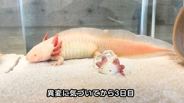 異変に気づいてから3日目