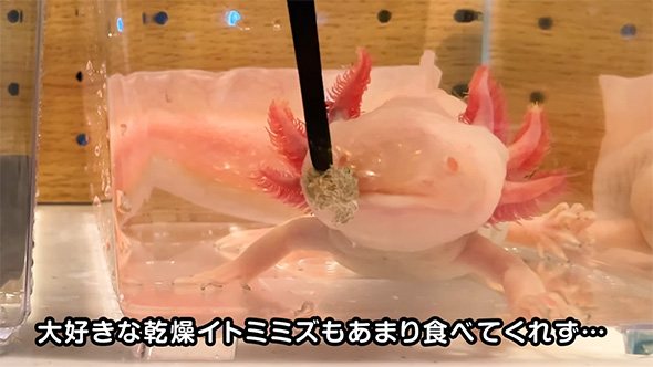 大好きな乾燥イトミミズ