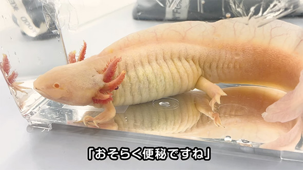 おそらく便秘ですね