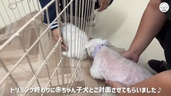 子犬と対面するマルチーズのワンコ