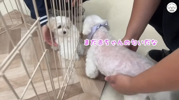 子犬と対面するマルチーズのワンコ