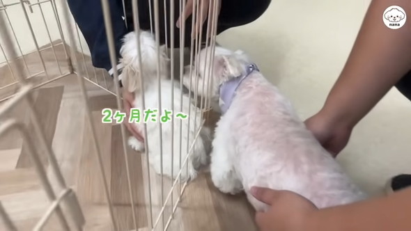 子犬と対面するマルチーズのワンコ