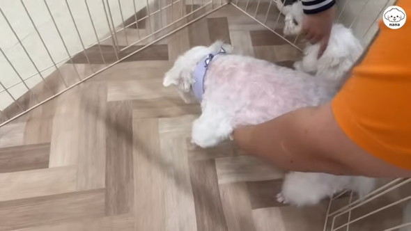 子犬と対面するマルチーズのワンコ