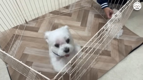 子犬と対面するマルチーズのワンコ