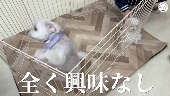 子犬と対面するマルチーズのワンコ
