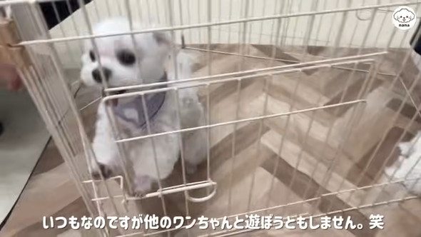 子犬と対面するマルチーズのワンコ