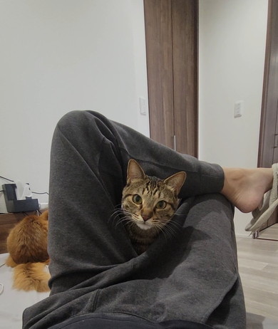 足の間で落ち着くキジトラ柄の猫ちゃん