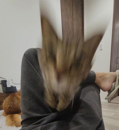 足の間から飛び出るキジトラ柄の猫ちゃん