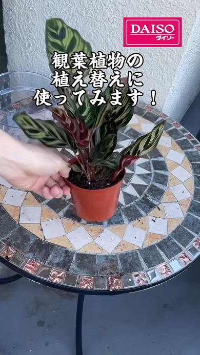 ダイソーの透明植木鉢に観葉植物の植え替え