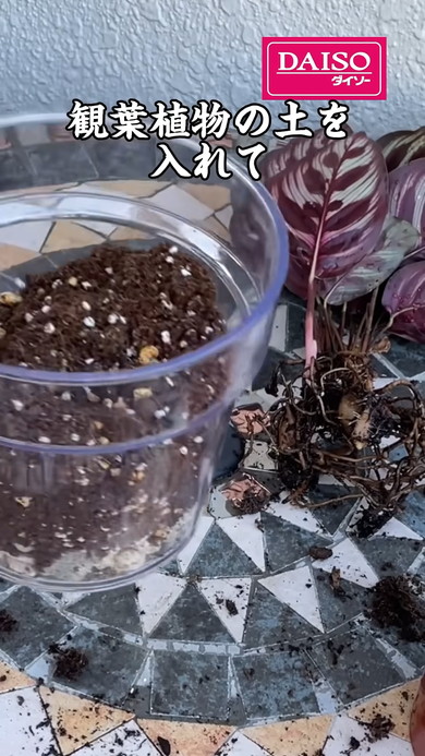 ダイソーの透明植木鉢