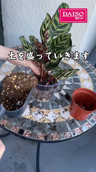 ダイソーの透明植木鉢