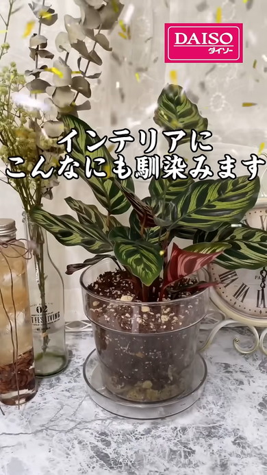ダイソーの透明植木鉢