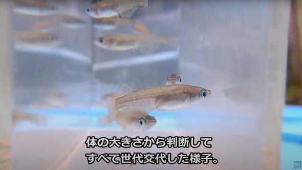 2年半放置して生きていたメダカ