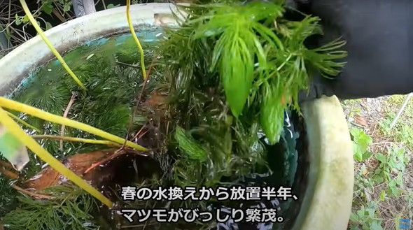 2年半放置して生きていたメダカ