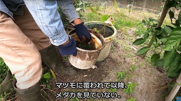 2年半放置して生きていたメダカ