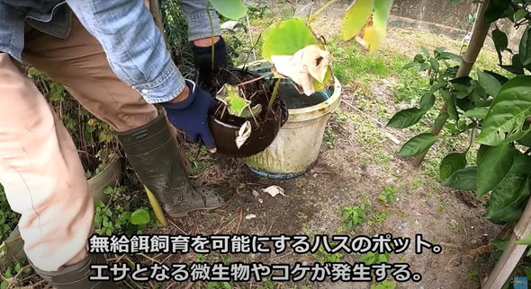 2年半放置して生きていたメダカ