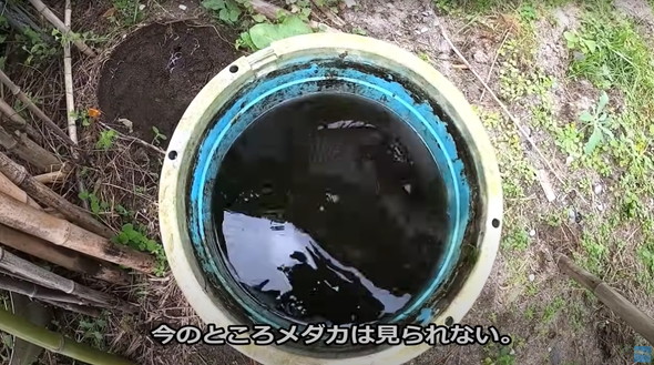 2年半放置して生きていたメダカ