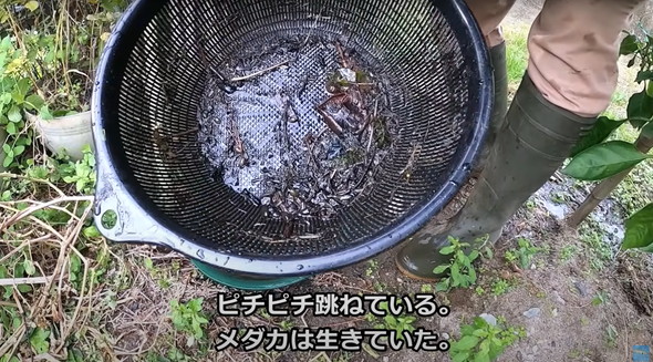 2年半放置して生きていたメダカ