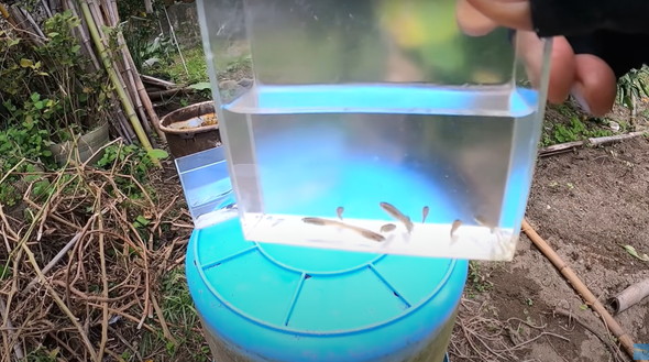 2年半放置して生きていたメダカ