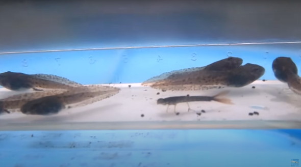 2年半放置して生きていたメダカ