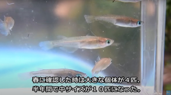 2年半放置して生きていたメダカ