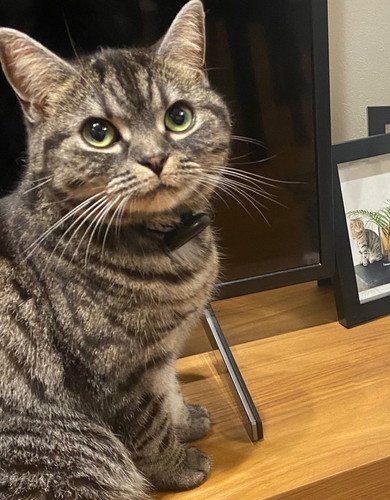 飼い主見つめる猫ちゃん