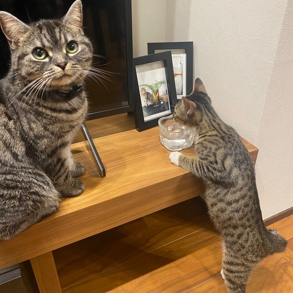 先代猫のお供えに子猫がまさかの行動