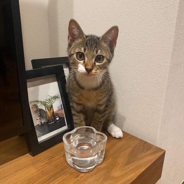 お供えの水の前に子猫お座り