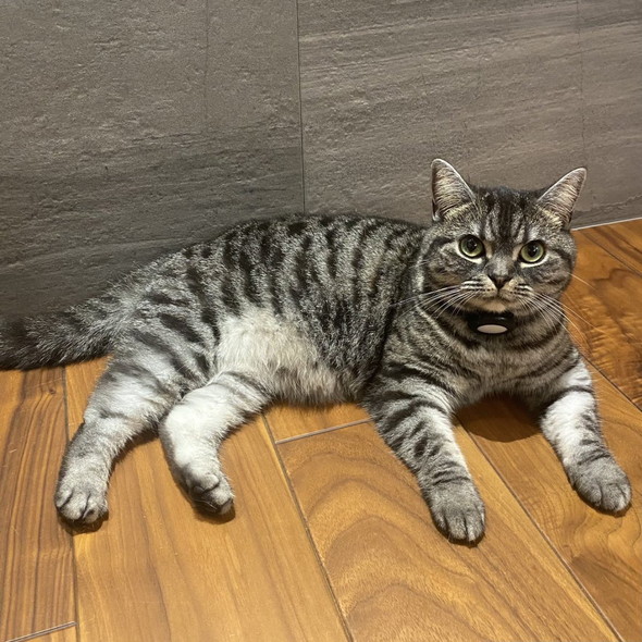 くつろいでいる猫