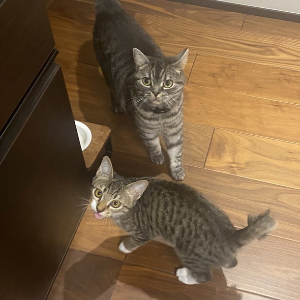 長く見える猫ちゃん