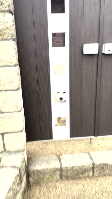 扉と柴犬