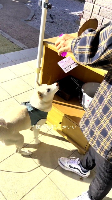 おもちゃと柴犬