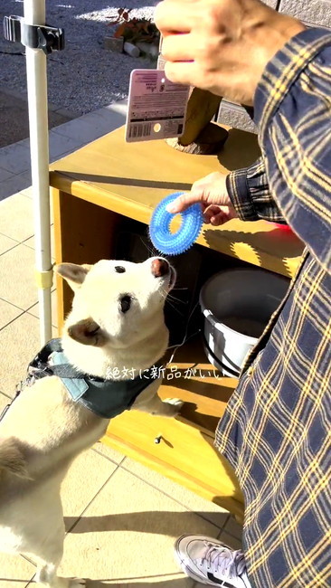おもちゃと柴犬
