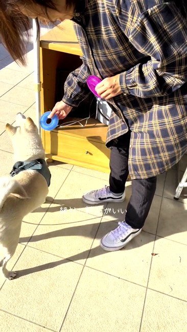 おもちゃと柴犬