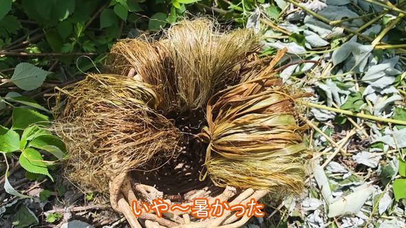 縄文時代の服に使う糸の原料となるカラムシの靭皮の束
