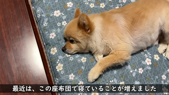 最近はこの座布団で