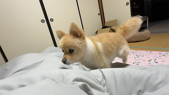 掛け布団にのるポメラニアン