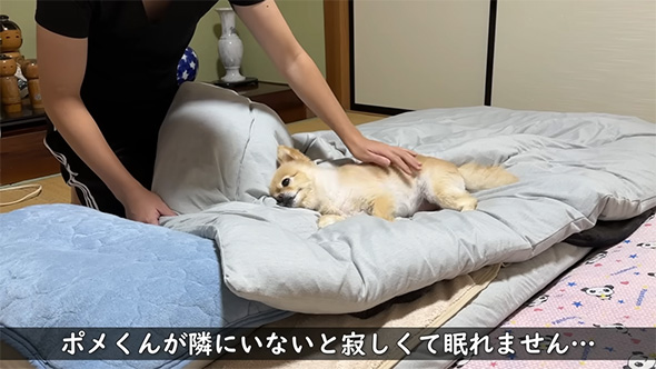 ポメくんが隣にいないと