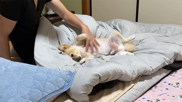 おなかを見せるポメラニアン