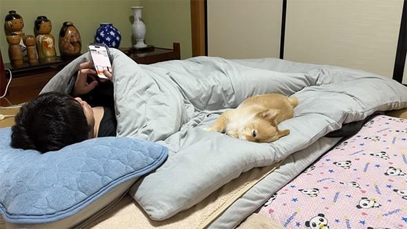 掛け布団の上で眠るポメラニアン