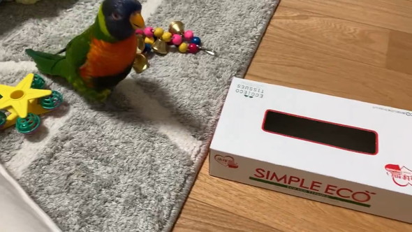 空のティッシュ箱に喜ぶインコさん