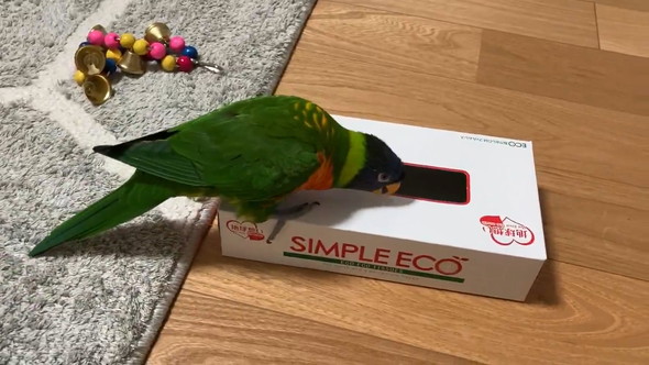 空のティッシュ箱に喜ぶインコさん