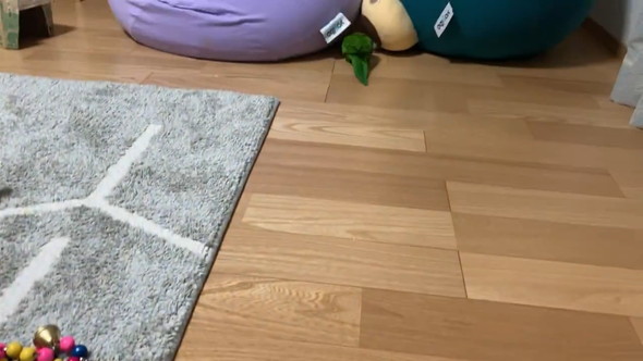 空のティッシュ箱に喜ぶインコさん